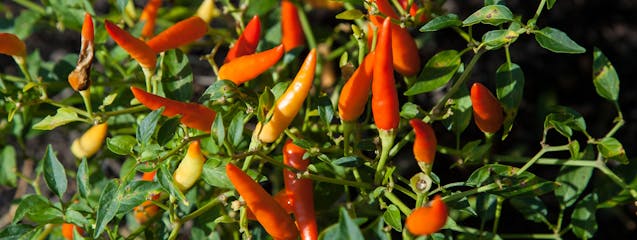 Los chiles más picantes del planeta: Un viaje  para los valientes