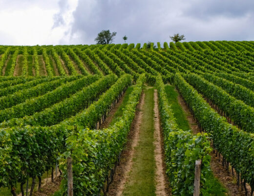 Mejores vinos de Alemania