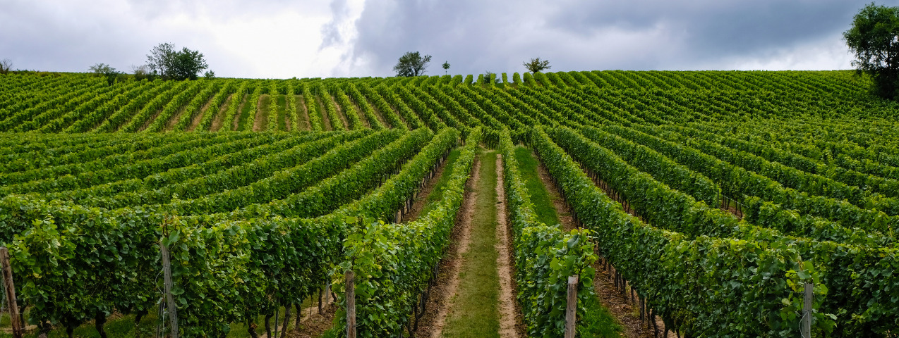 Mejores vinos de Alemania