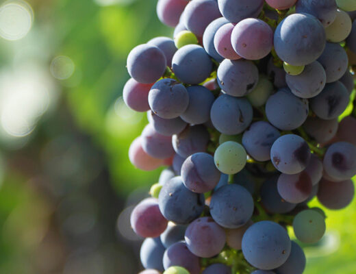 Mejores vinos de Reino Unido