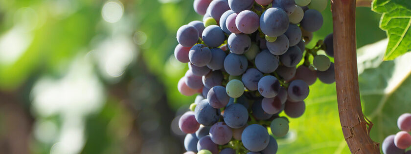 Vinos canarios